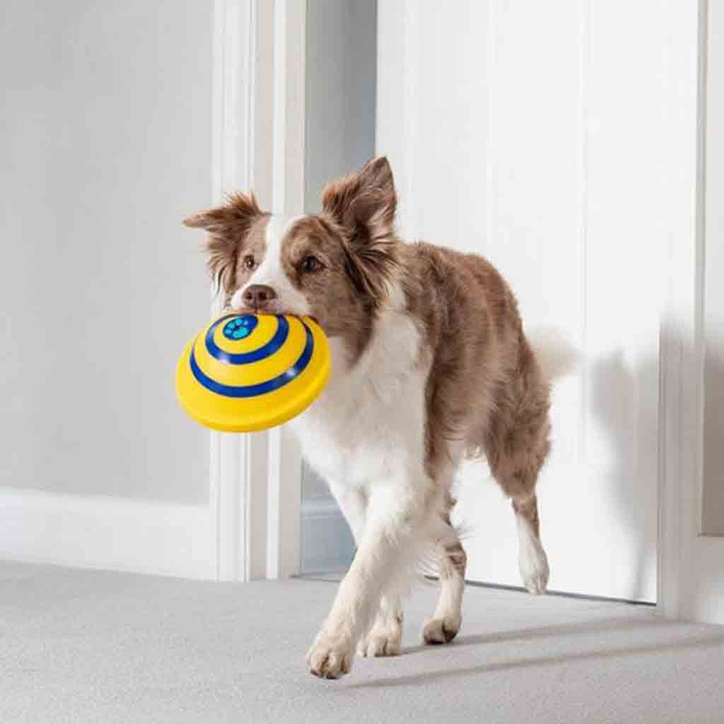 Indoor Sounding Disc Woof Glider Toy